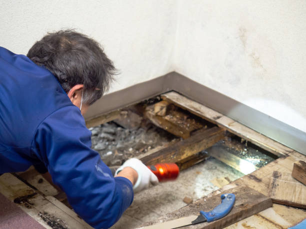 Trusted Boyd, TX Mold Removal Experts