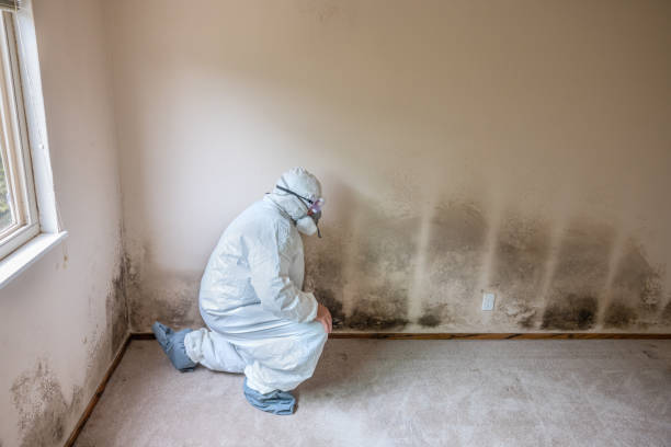 Mold Removal Process in Boyd, TX